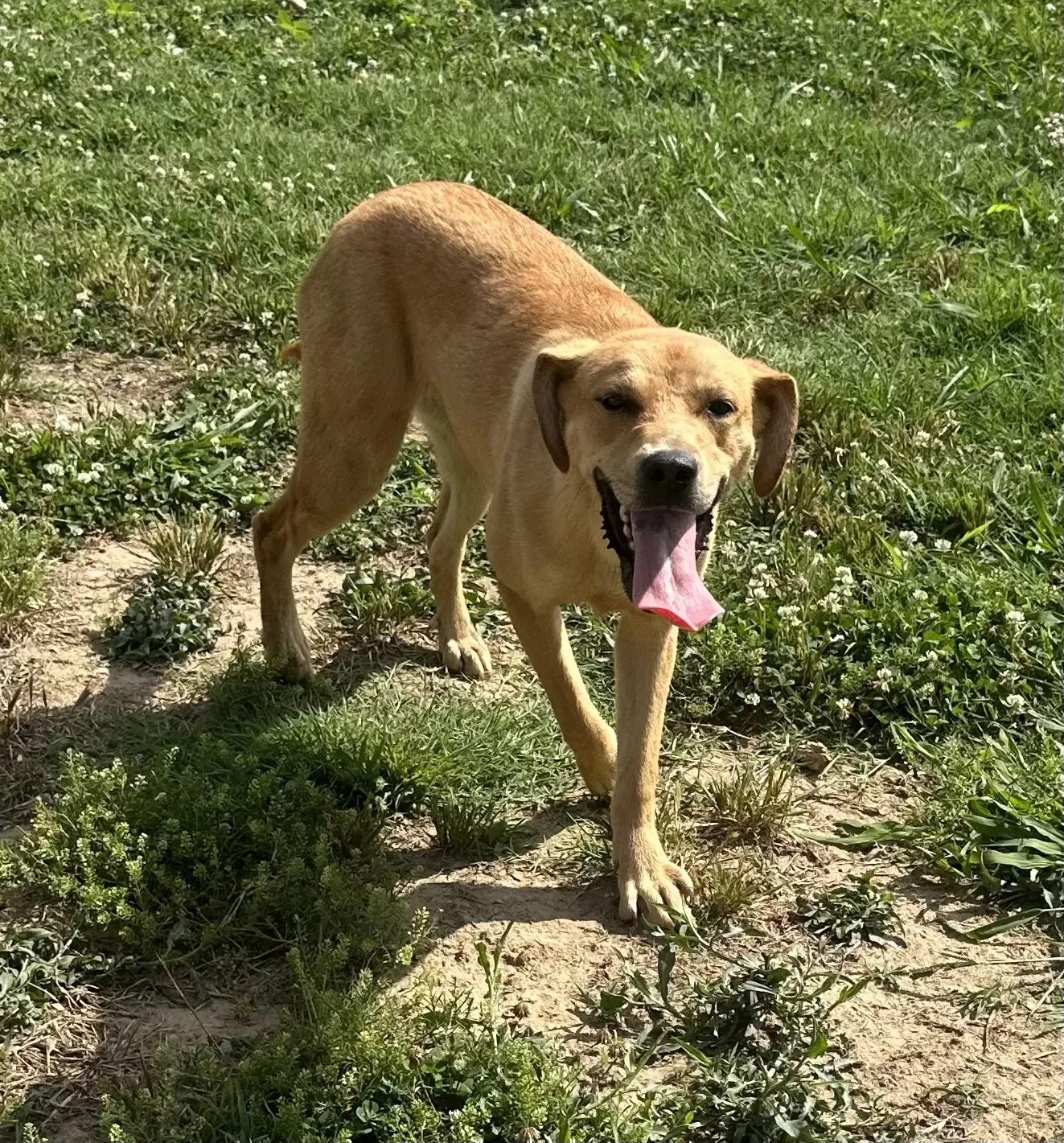 Daina - Labrador Retriever