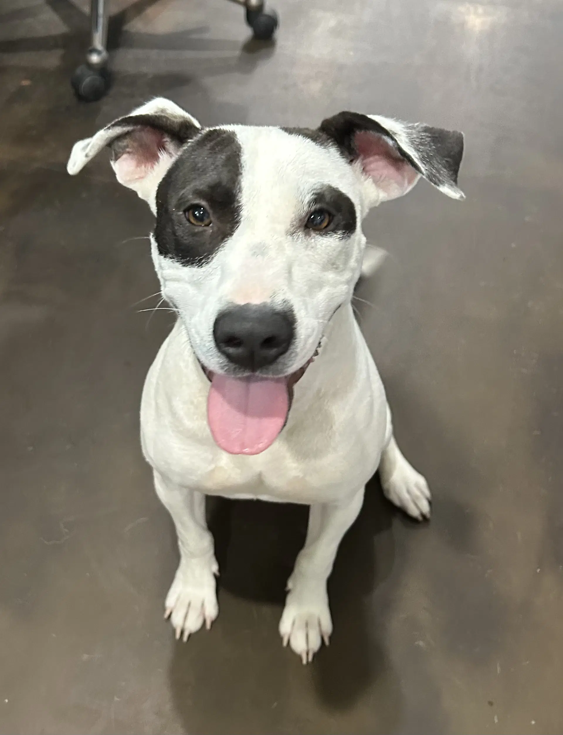 Spud - American Pit Bull Terrier