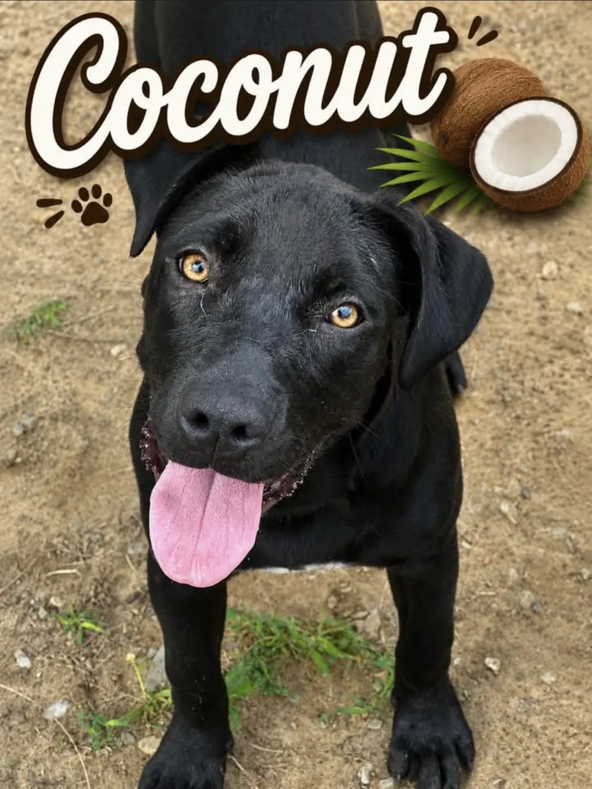 Coconut - Unknown