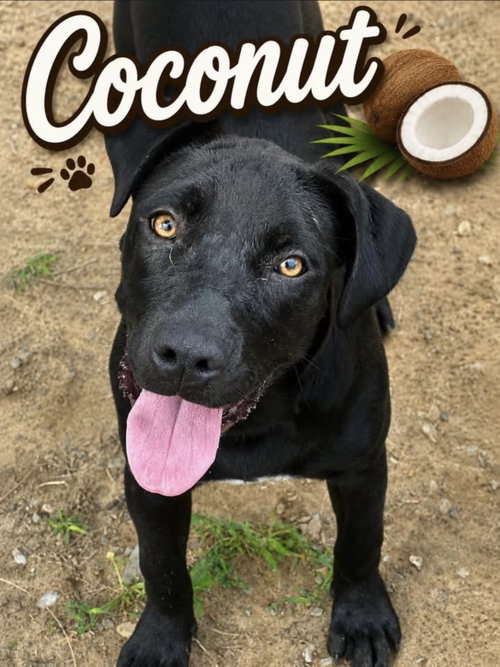 Coconut, a dog for adoption from My Zouy Rescue