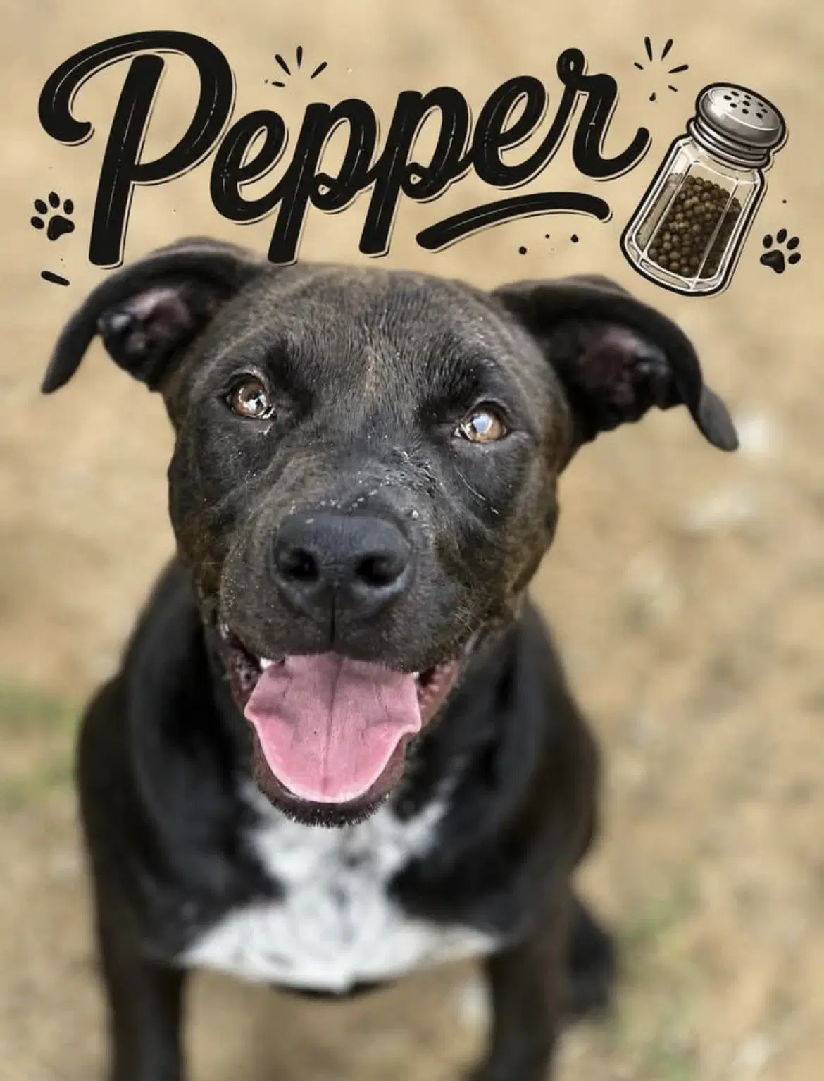 Pepper - Unknown