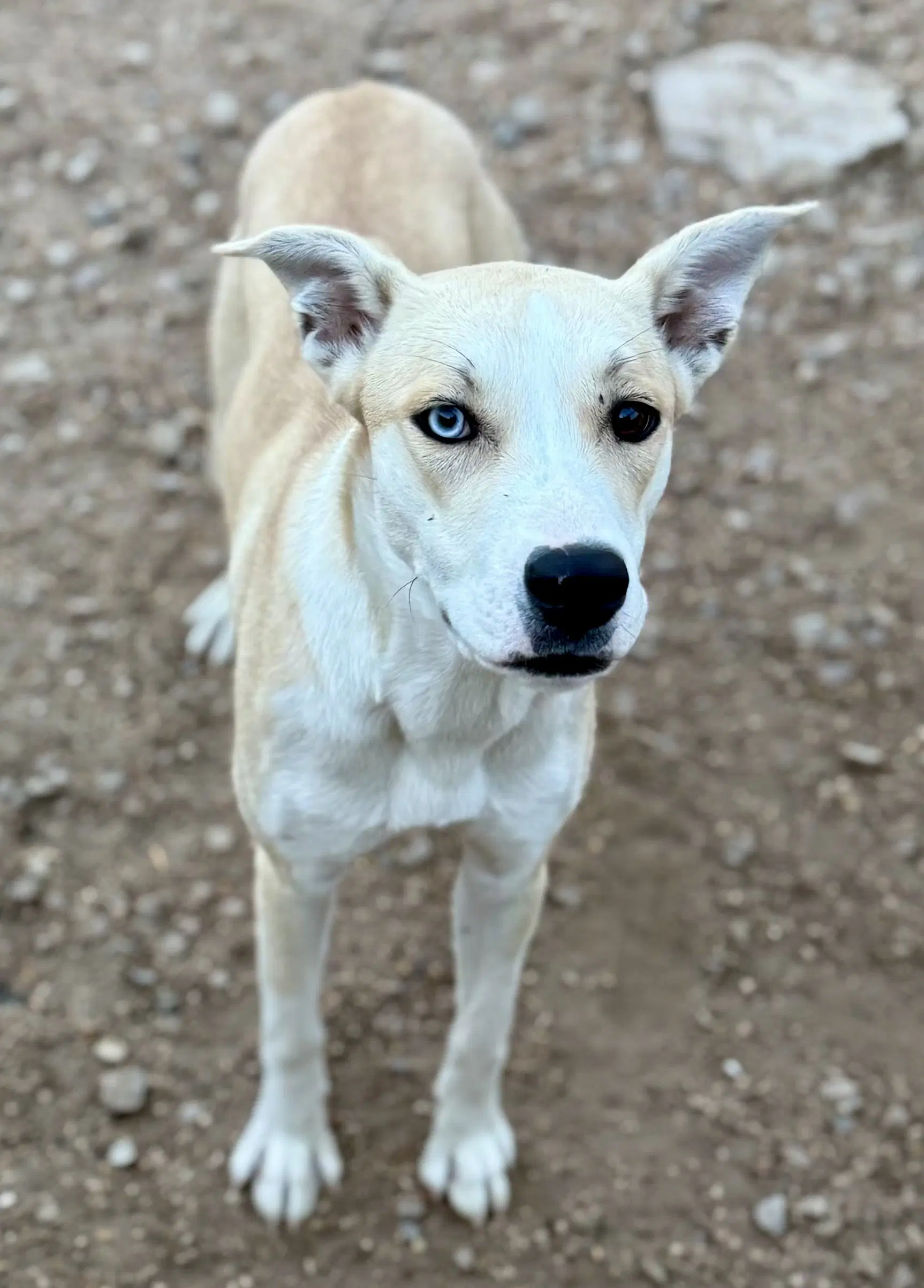 Chauncy - Carolina Dog