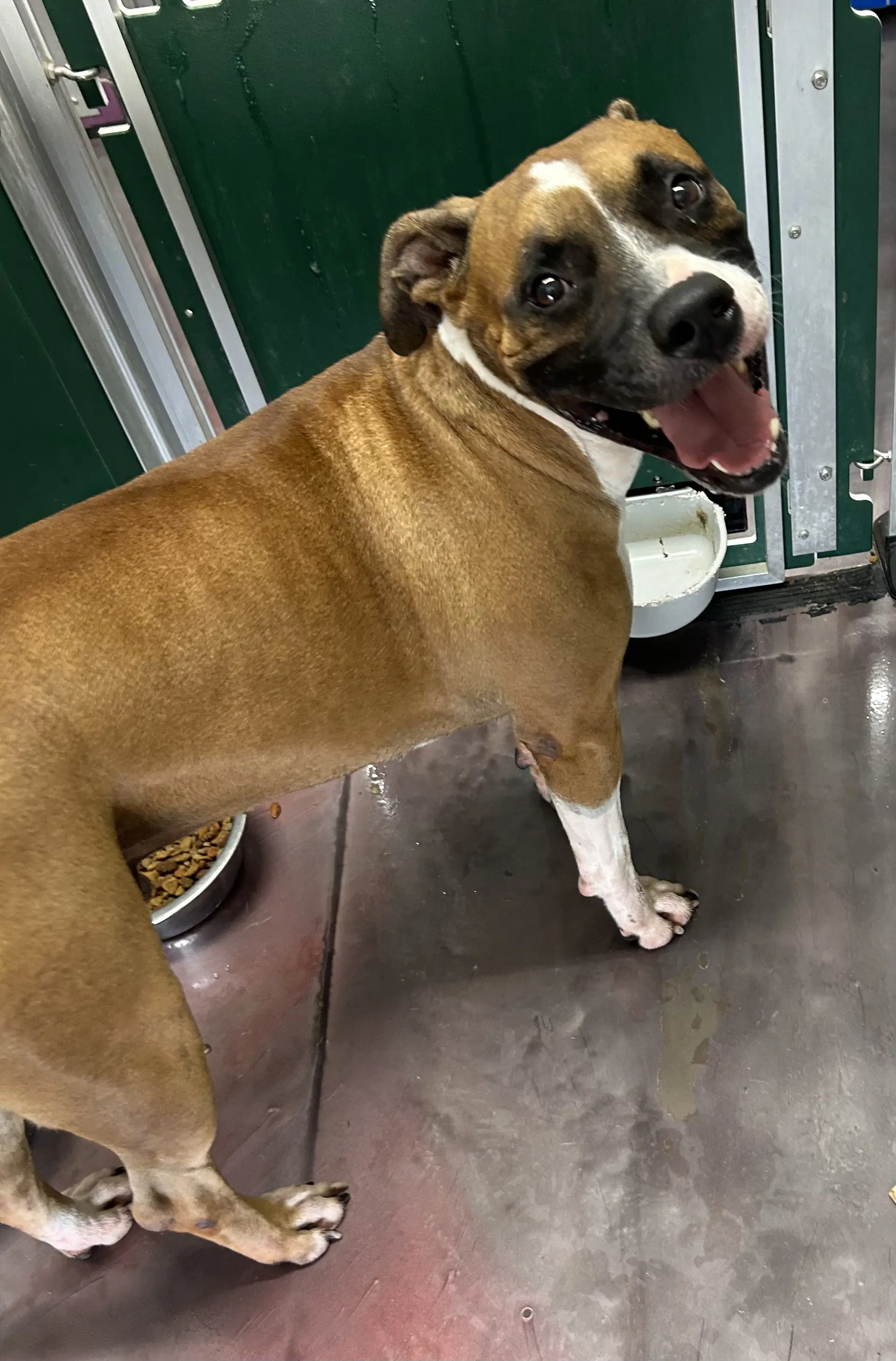 Tank - Boxer