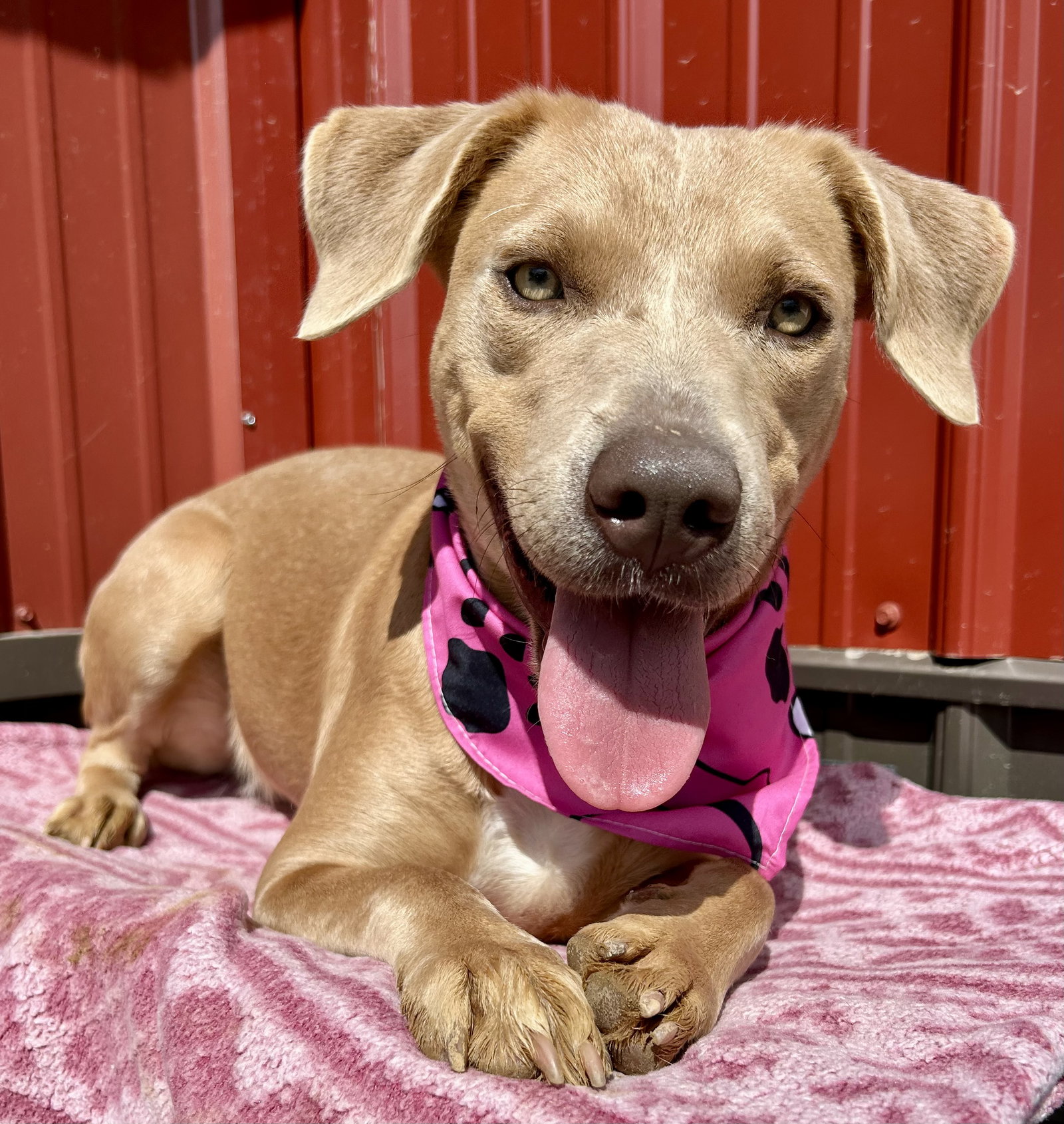 Twyla, Labrador Retriever