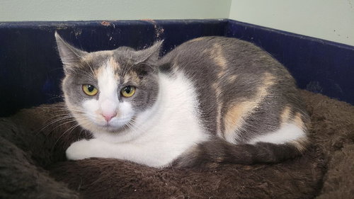 DENISE & PATCH - Domestic Short Hair available for adoption