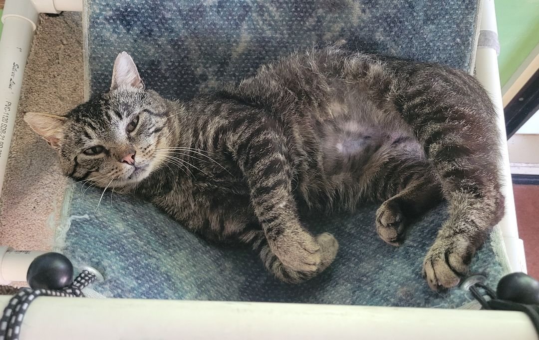 adoptable Cat in Tioga, PA named KitKat