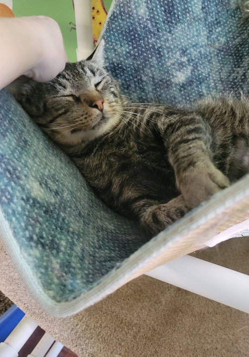 KITKAT - Domestic Short Hair available for adoption