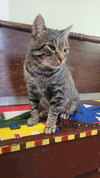 KitKat - Photo 3