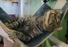 KitKat - Photo 4