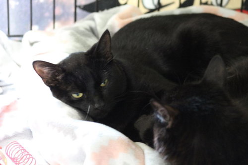 SLEEPY - Domestic Short Hair available for adoption