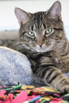 Turnip - Photo 1
