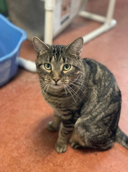TURNIP - Domestic Short Hair available for adoption
