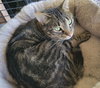Turnip - Photo 4