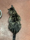 Turnip - Photo 5