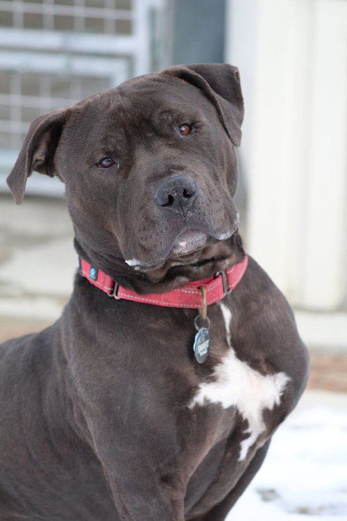 JOHN WICK - Bull Terrier available for adoption