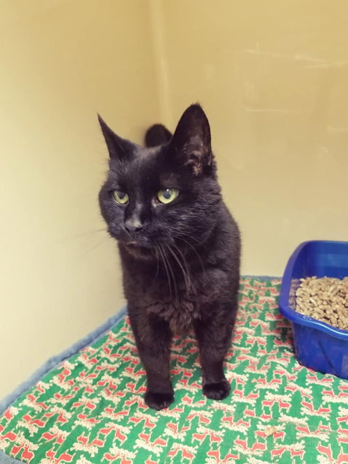 SHIREEN - Domestic Short Hair available for adoption