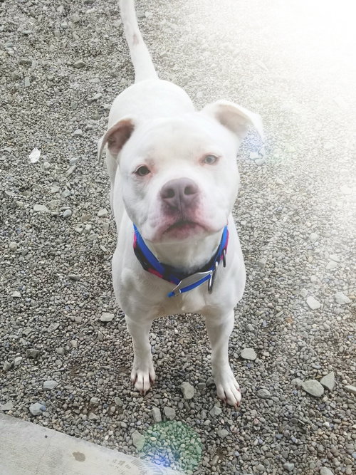 CEASAR - American Bulldog available for adoption
