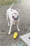 Ceasar - Photo 3