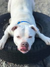 Ceasar - Photo 4