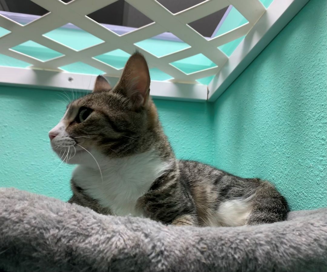 adoptable Cat in Camarillo, CA named Cranberry