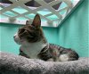 adoptable Cat in camarillo, CA named Cranberry