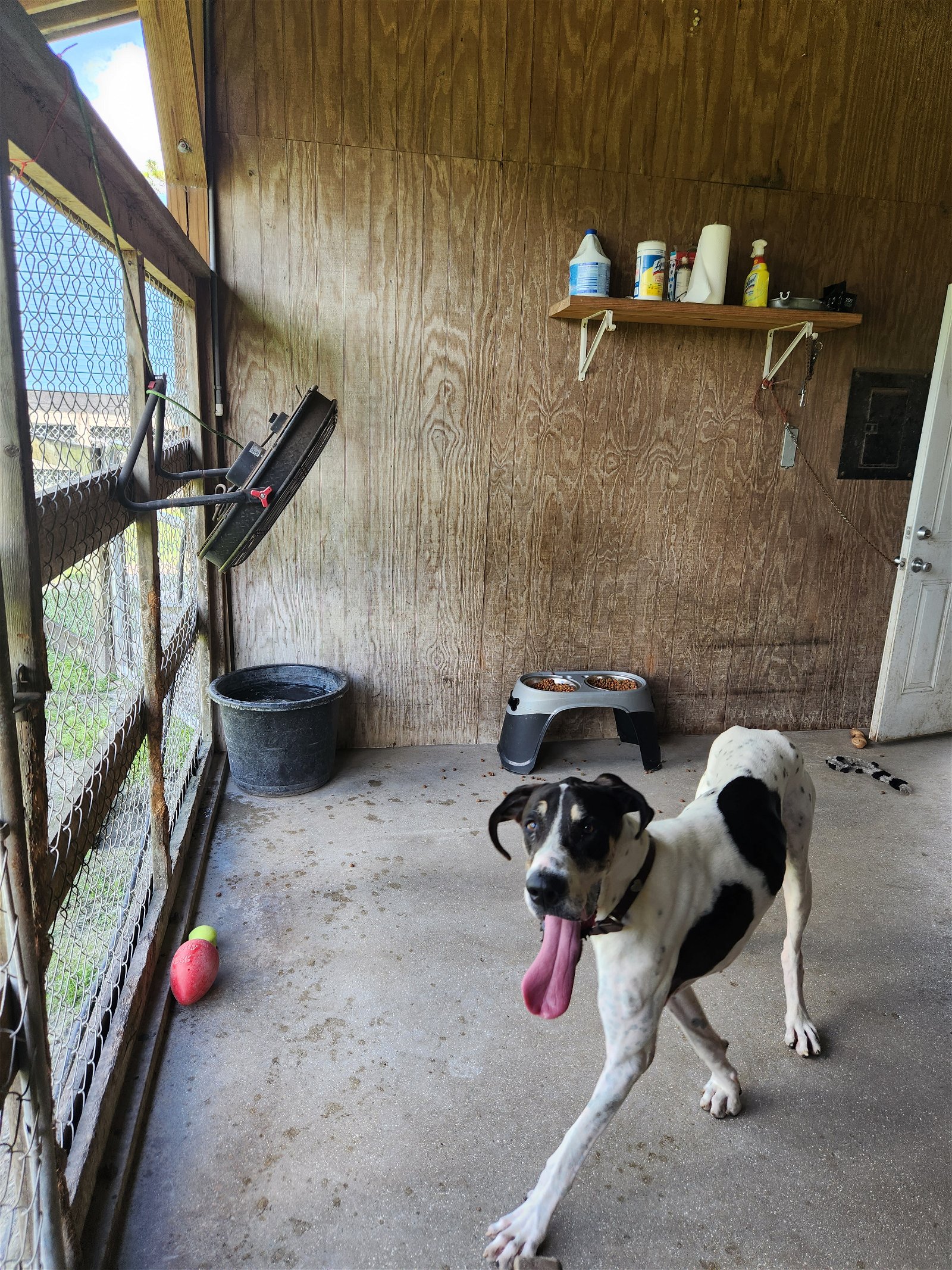 adoptable Dog in Jupiter, FL named Zeus