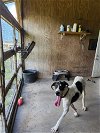 adoptable Dog in jupiter, FL named Zeus