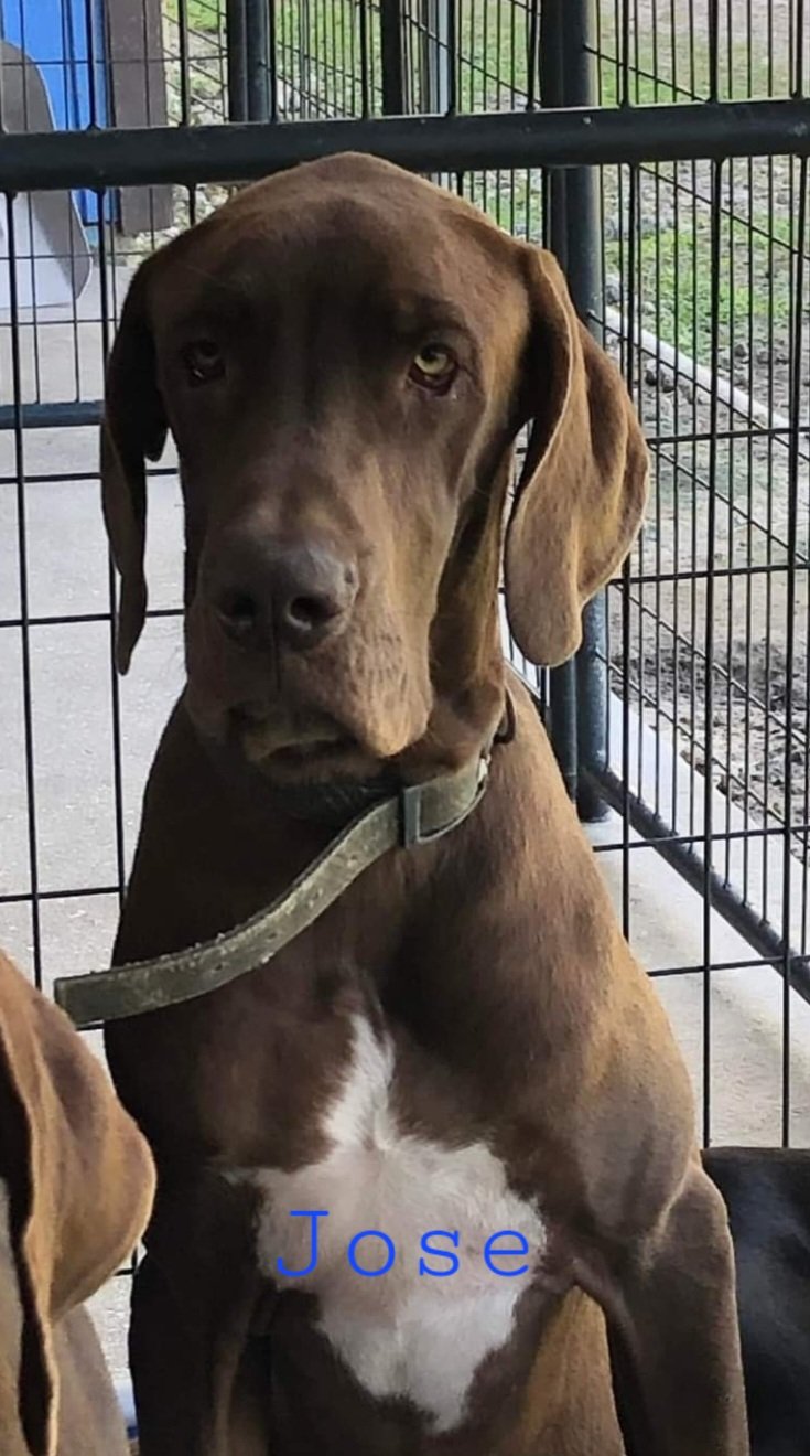adoptable Dog in Jupiter, FL named Jose