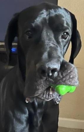 adoptable Dog in Jupiter, FL named Bruno