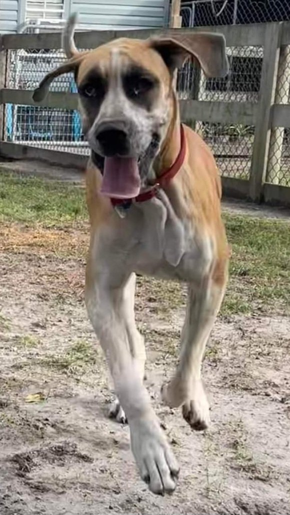 adoptable Dog in Jupiter, FL named Leia