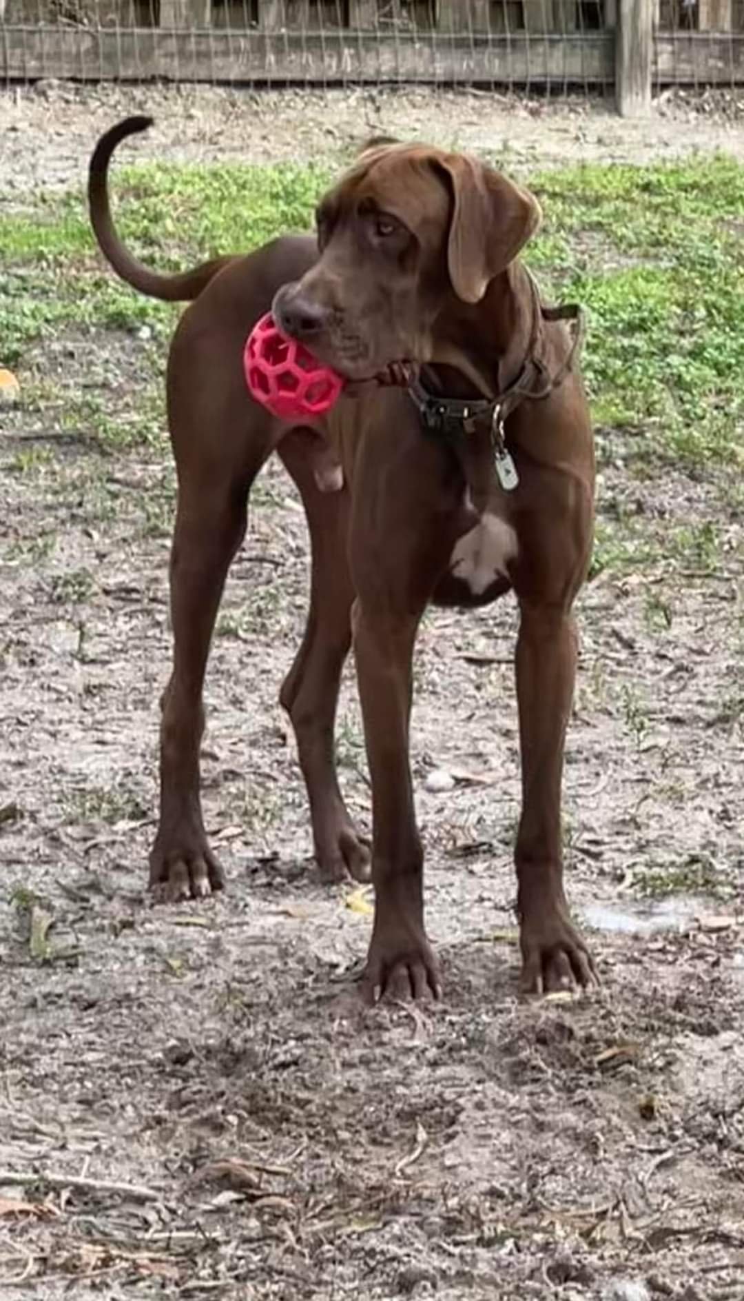 adoptable Dog in Jupiter, FL named Jessica