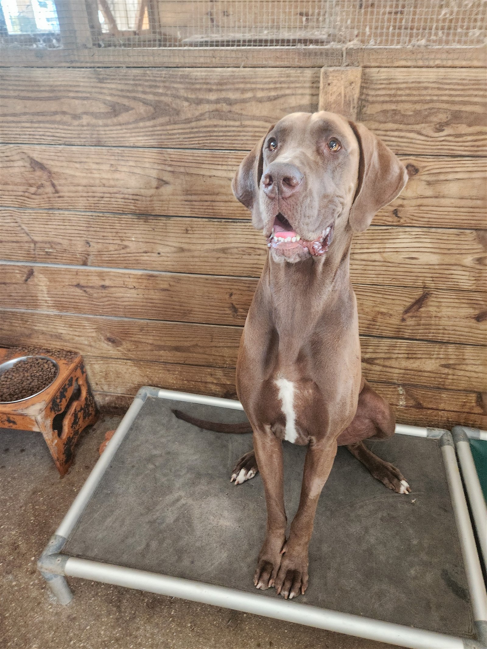 adoptable Dog in Jupiter, FL named Marie