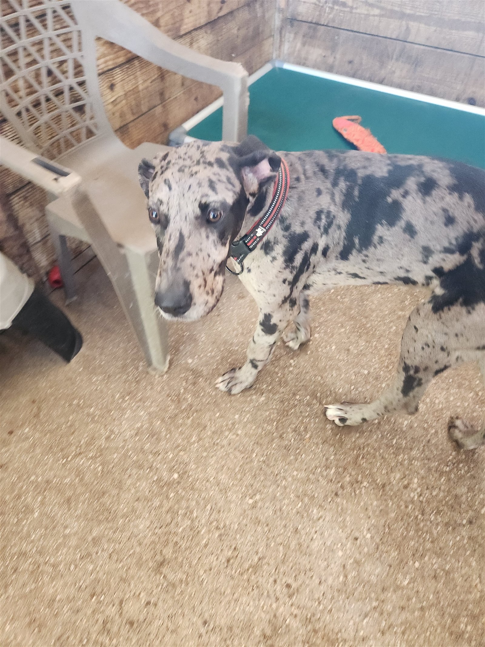 adoptable Dog in Jupiter, FL named Dillon