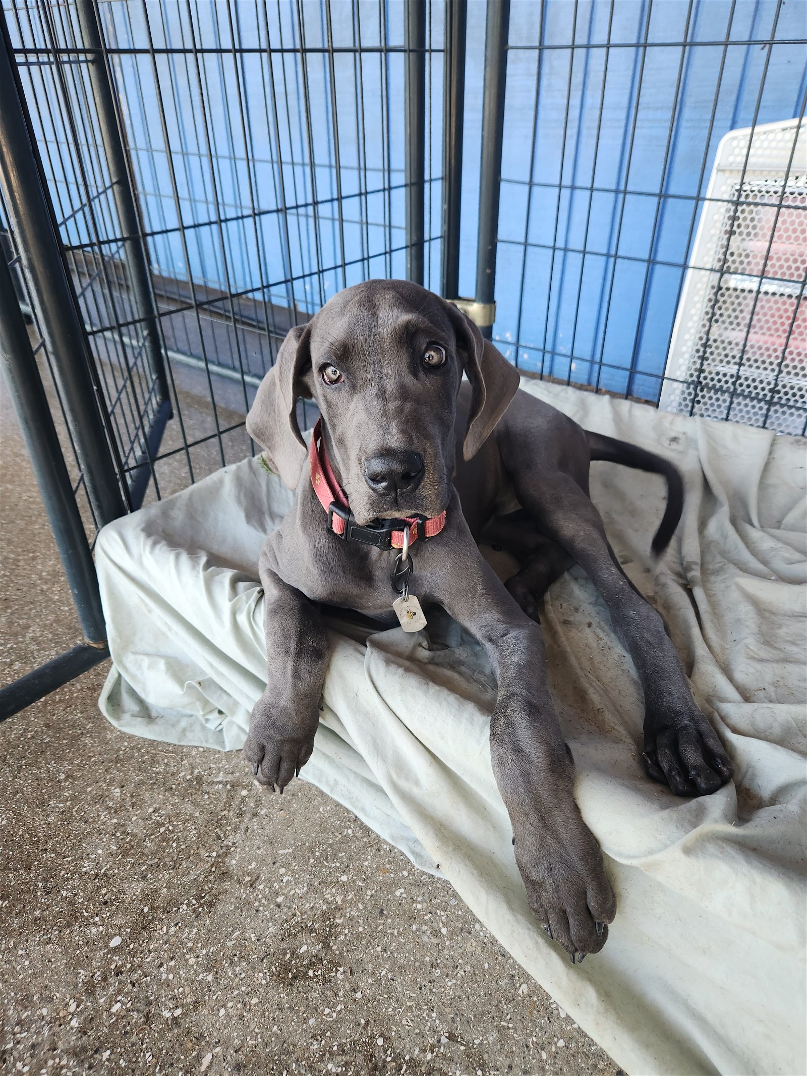 adoptable Dog in Jupiter, FL named Marlene