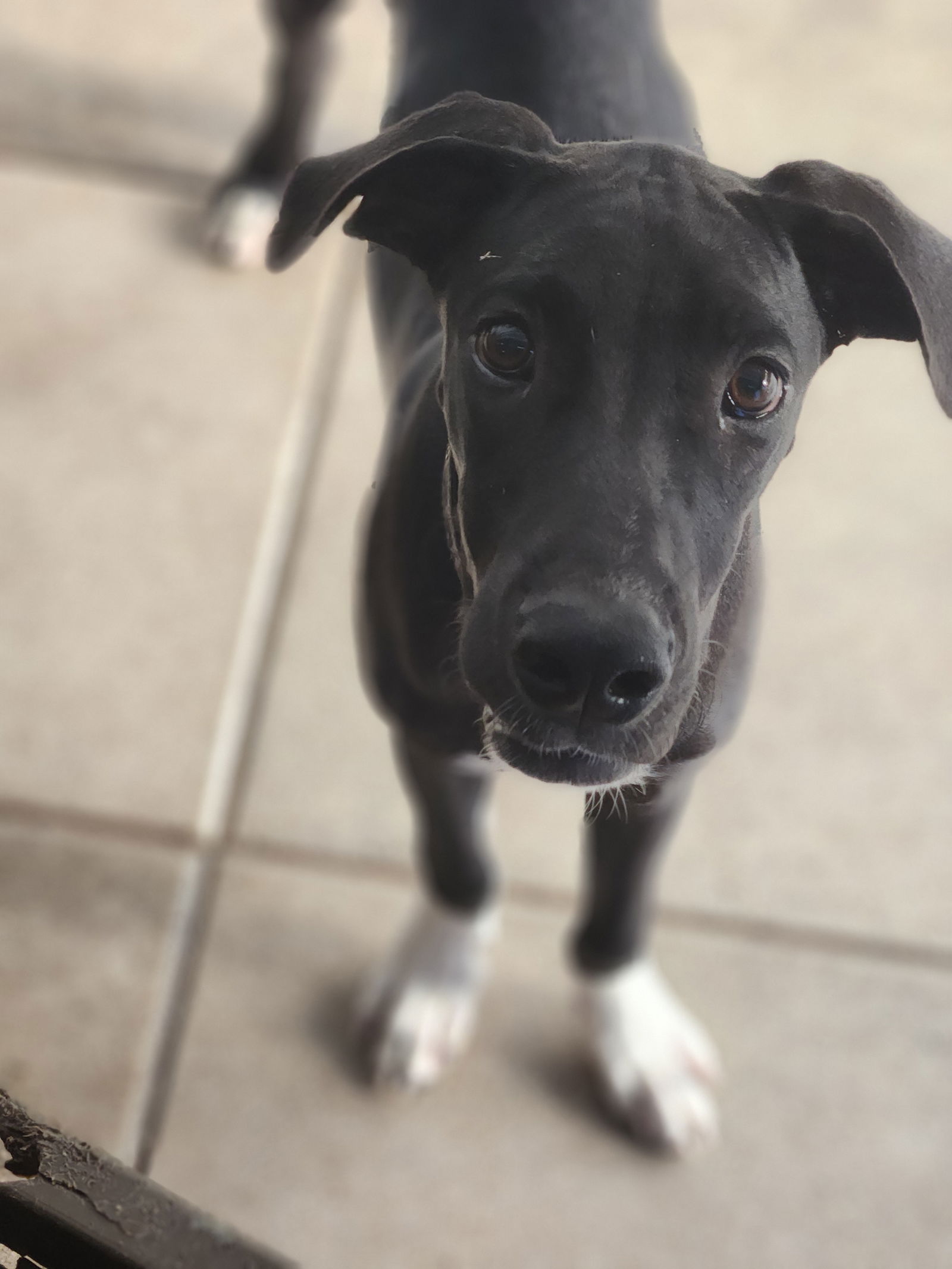 adoptable Dog in Jupiter, FL named Enola