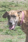 adoptable Dog in  named Paxil