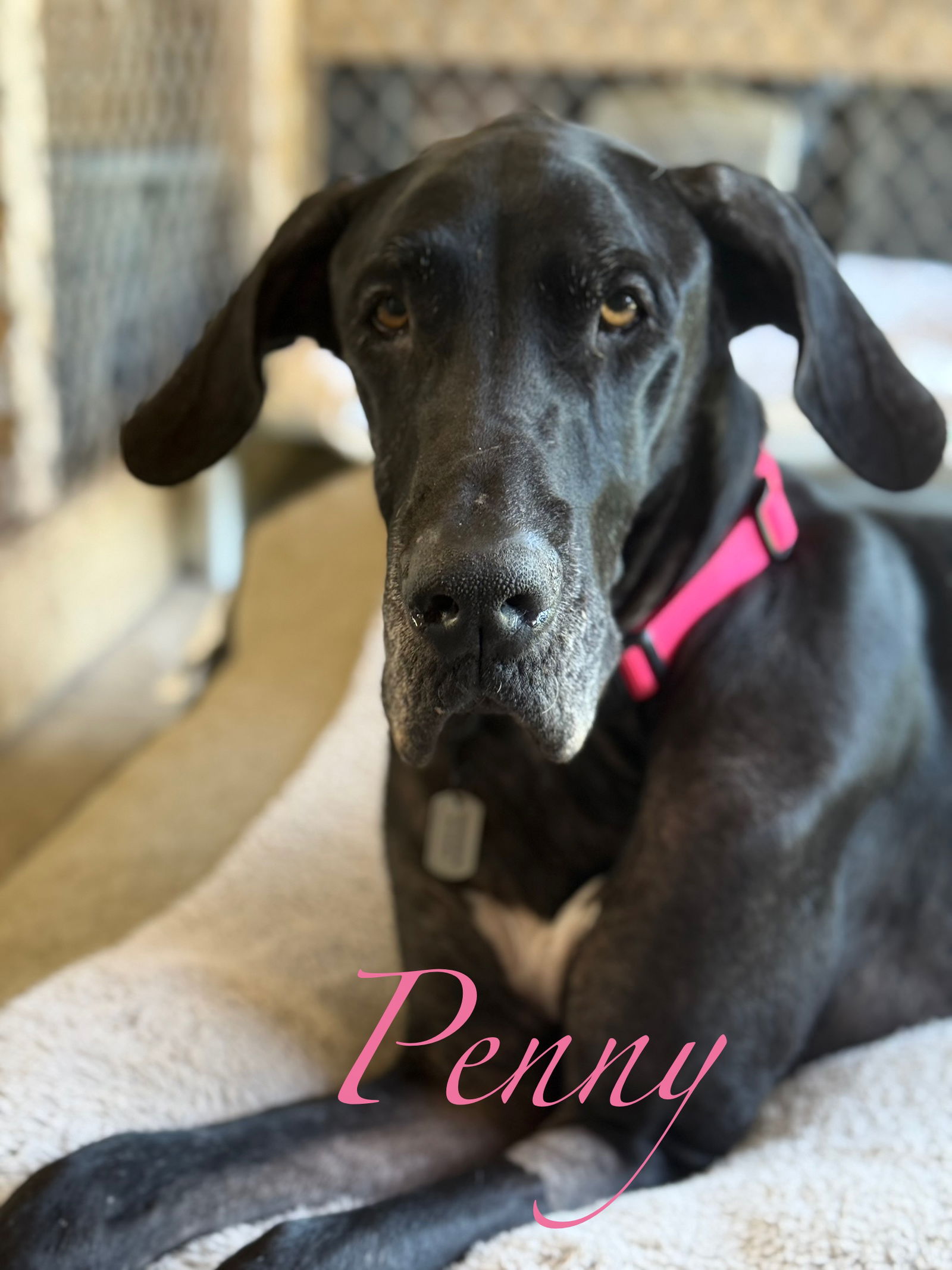 Penney