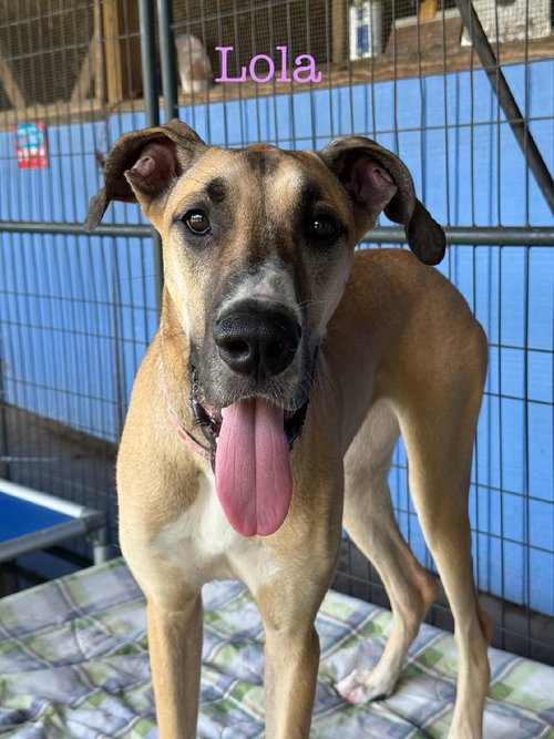 picture of the dog needing adoption