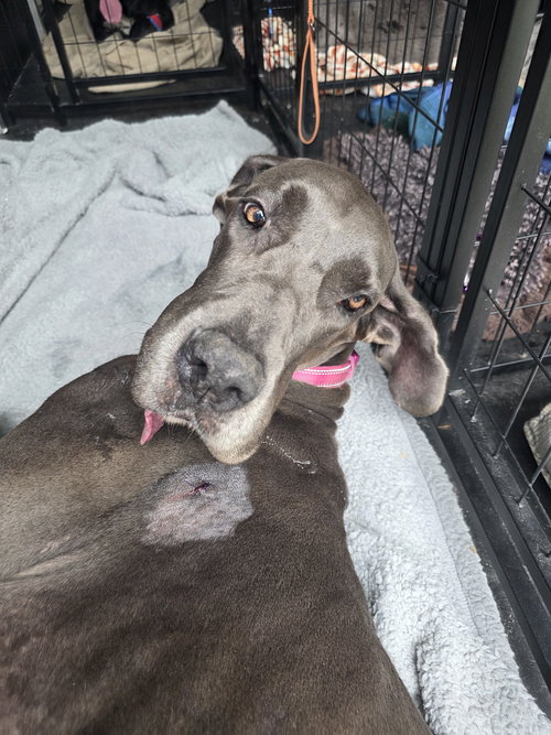picture of the dog needing adoption