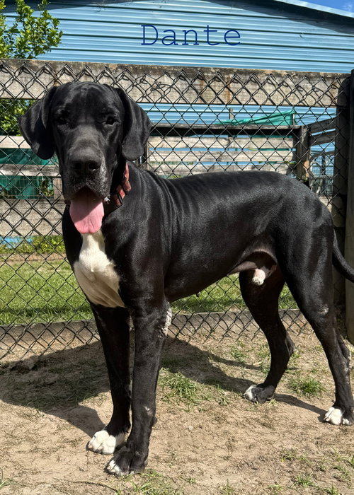 picture of the dog needing adoption