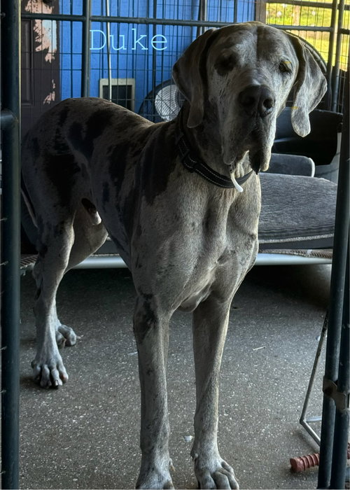 picture of the dog needing adoption