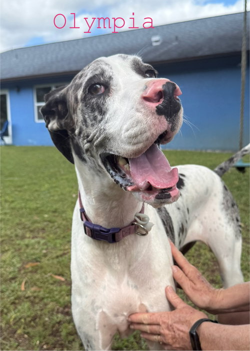 picture of the dog needing adoption