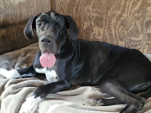 Ben, an adoptable Great Dane in Palm Beach, FL