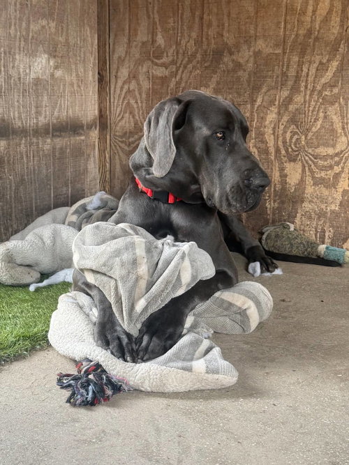 Chase, an adoptable Great Dane in Palm Beach, FL