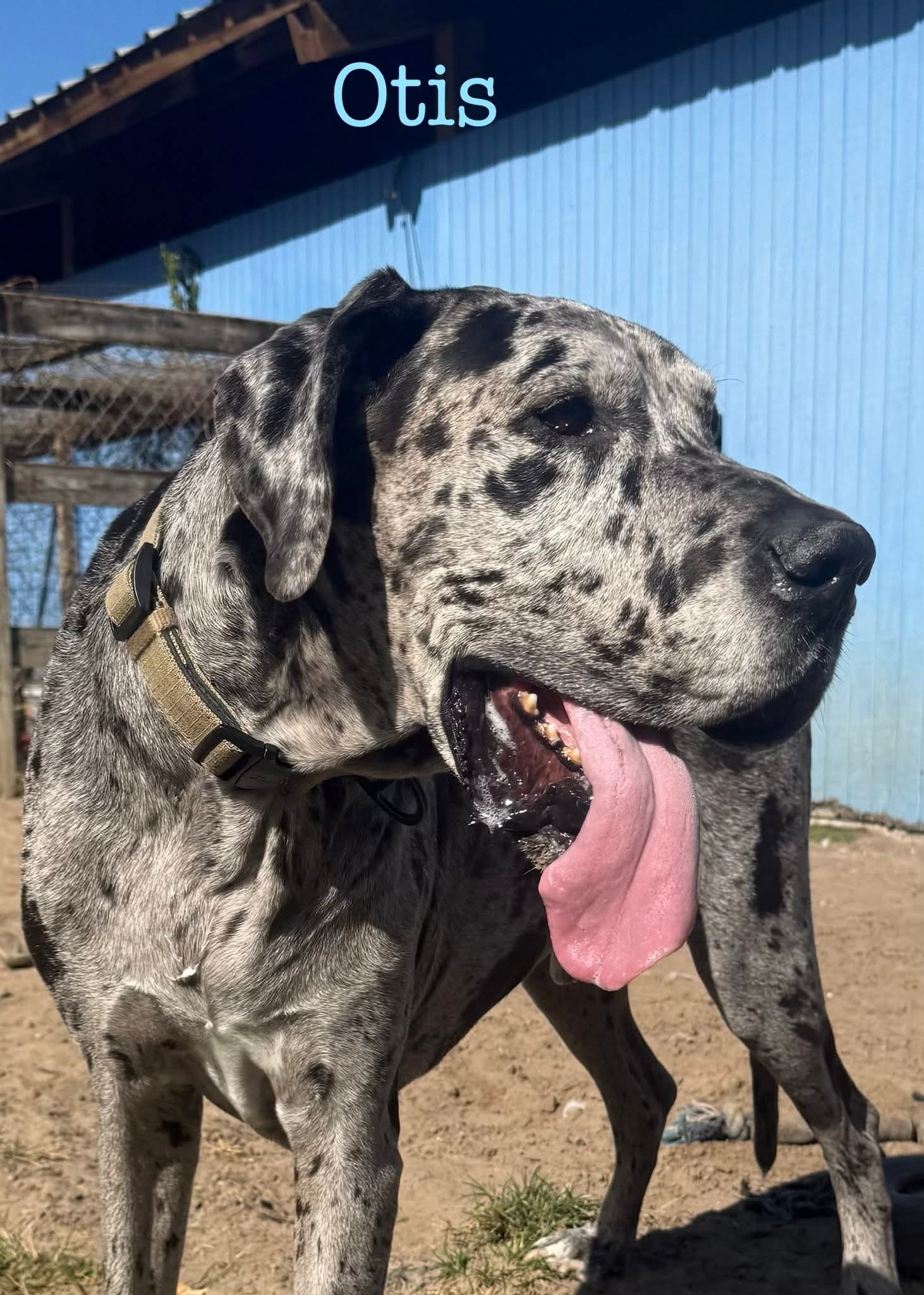 Otis