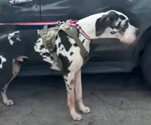 Marshmellow, an adoptable Great Dane in Palm Beach, FL