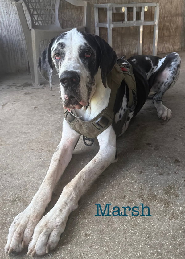 Marshmellow