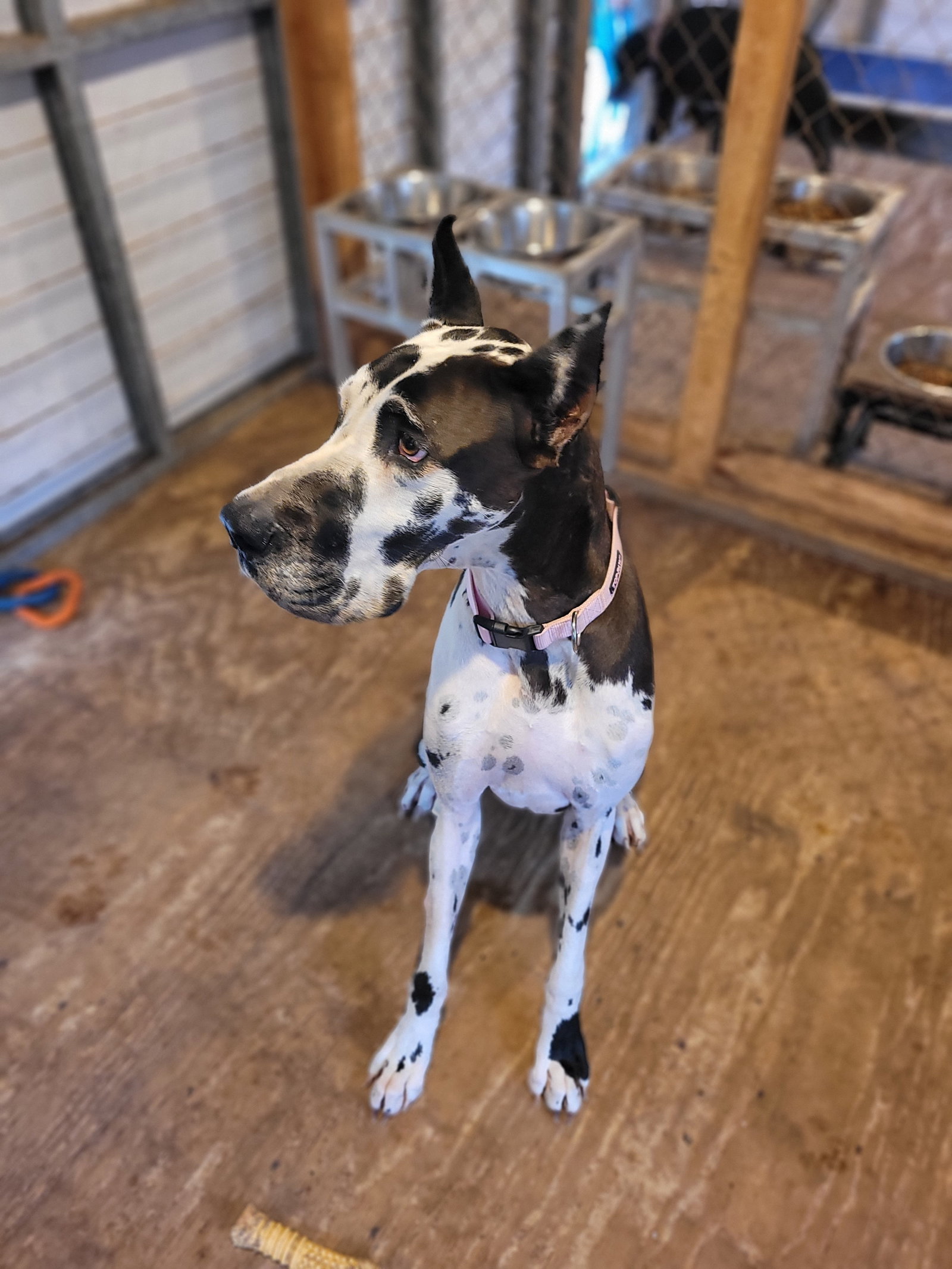 Sophie