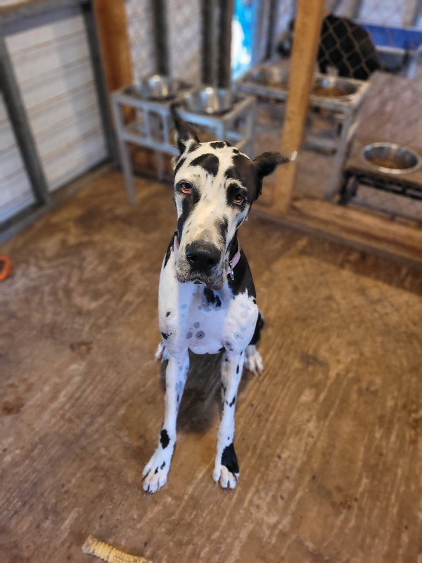 Sophie