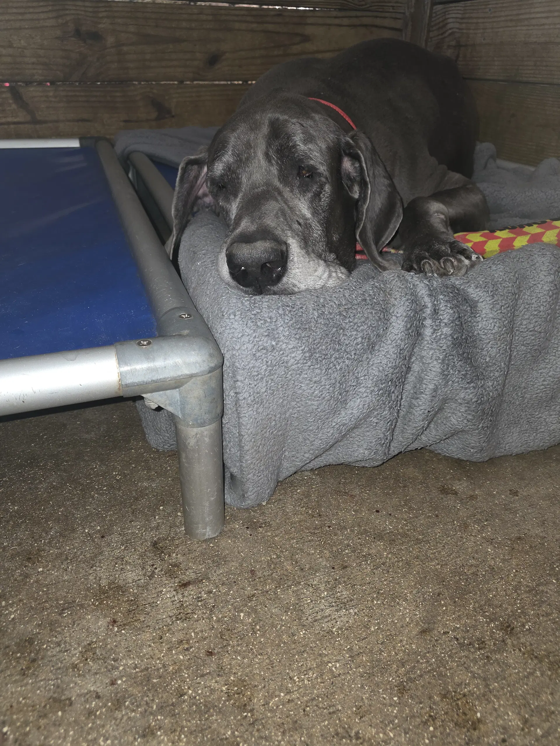 Optimus - Great Dane